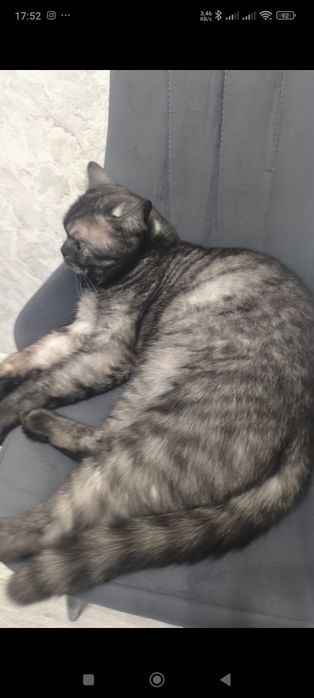 Срочно отдам кота