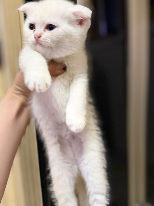 продаются скоттиш cтрайт и фолд чисто кровьный котята