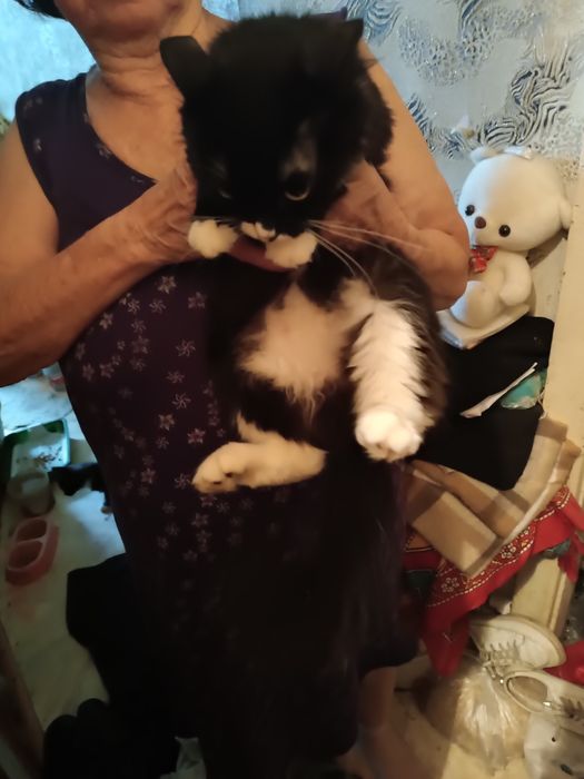 Отдам кошек в хорошие руки