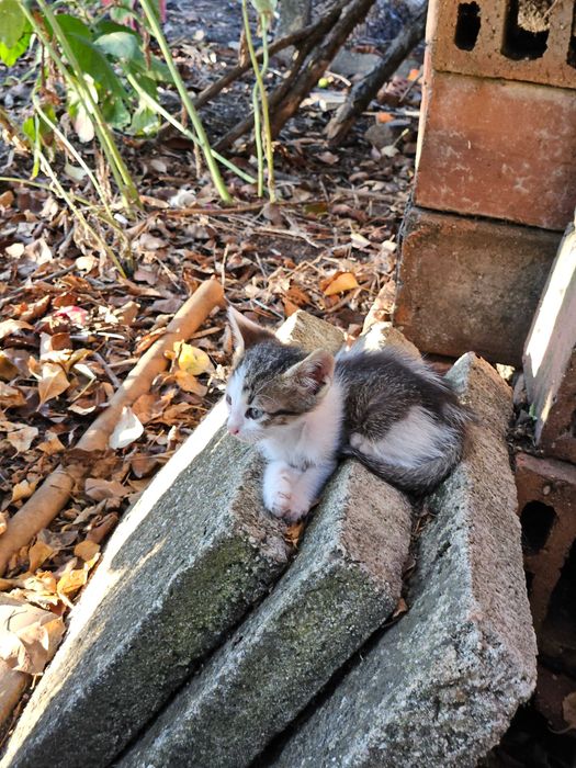 Подарявам котенца