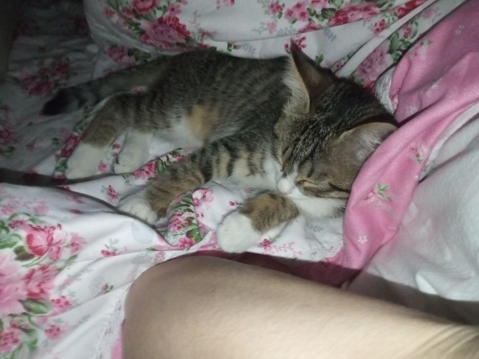 Кошка,  4 месячная, Латок