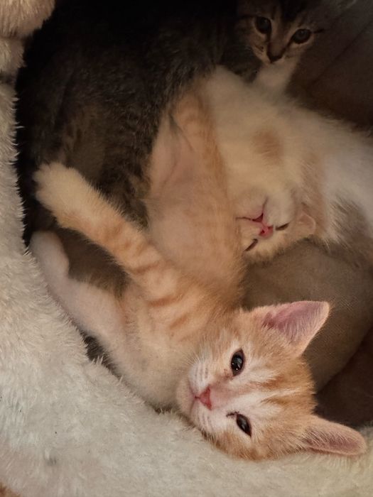 Котенок МАЛЬЧИК рыжий