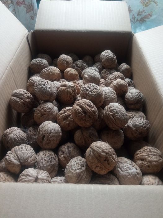 Продам орехи из домашнего сада