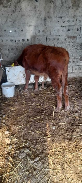 Она бола сигир сотилади