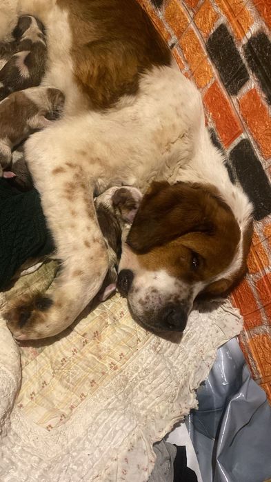 Московская сторожевая