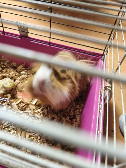 Donez porcușor de guineea