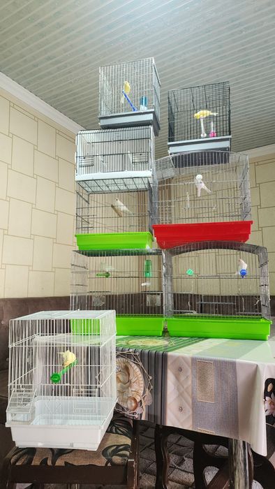 Канарейка сотилади