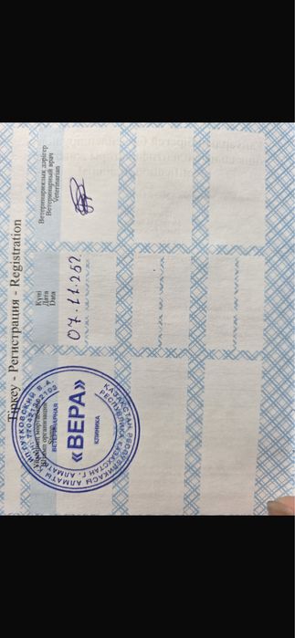 Срочно Продам кота породы Мейнкун молодой