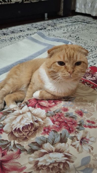 Вязка для кота шотладнца