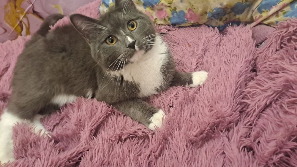 Вязка кота вязка