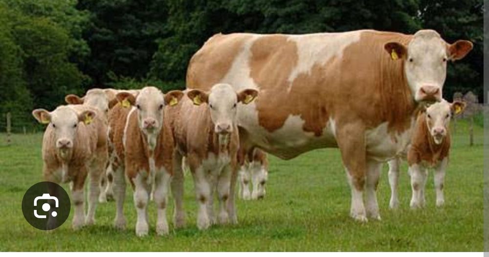 Sut emdi smental buzoqlar sotiladi