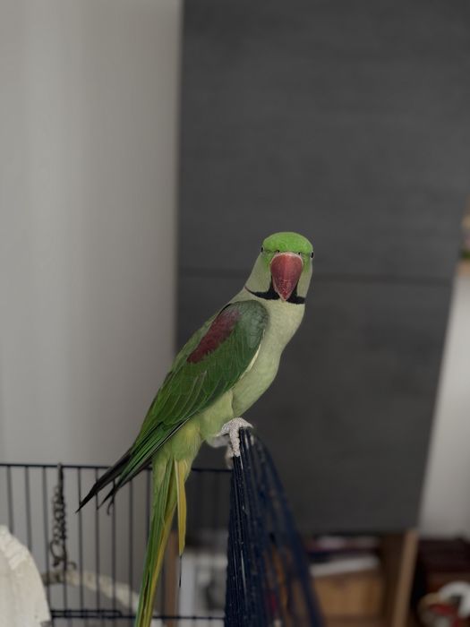 Papagal Marele Alexandru