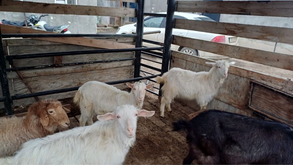 Заанениская шыбыш сатылады…