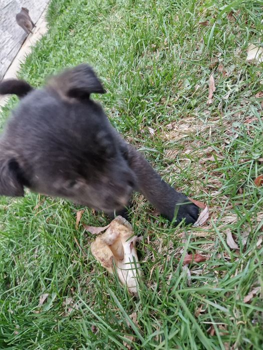 Щенки лайки 1.5 месяц