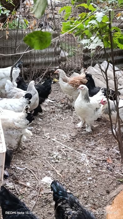 Продам курочек и петушков породы брама