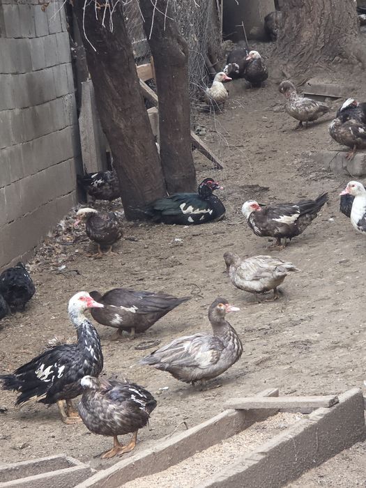 Продам Индоуток домашние