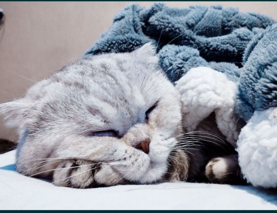 Вязка. Шотландский жених.