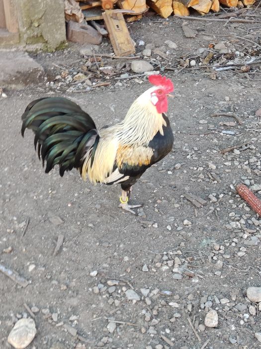 Cocoși pitici disponibili