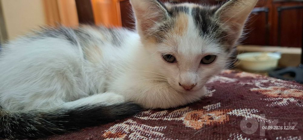 Отдам котят. Два мальчика и девочка