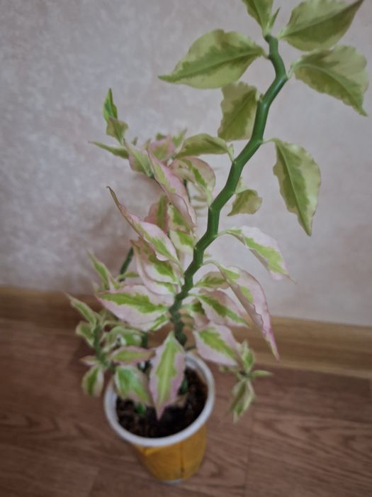 Педилантус или хребет дракона