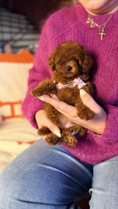 Истински Teacup Poodle – Гарантирано малък размер, Premium качество