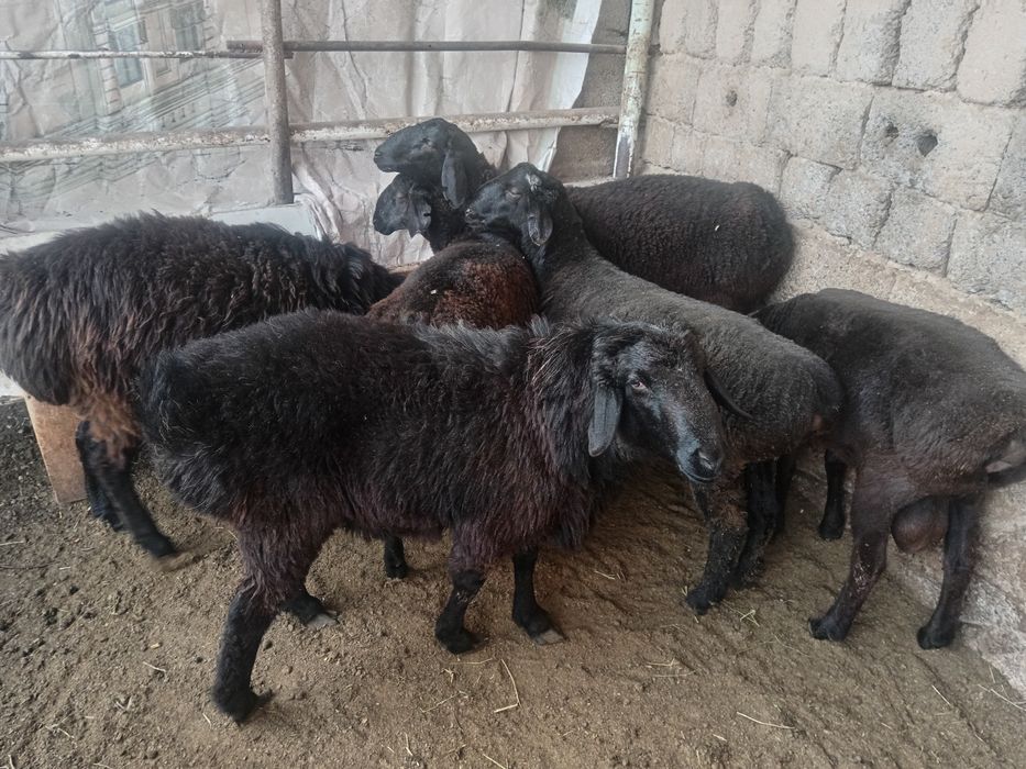 Qochqor, qoy кочкор, кой.