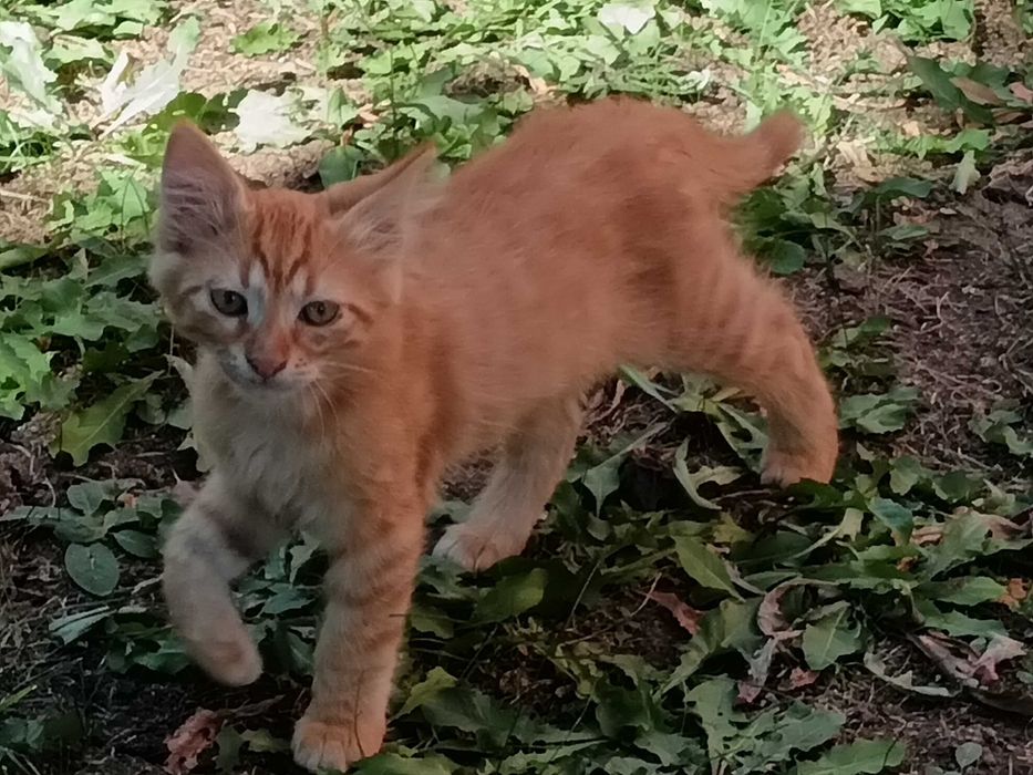 Подарявам мъжко коте