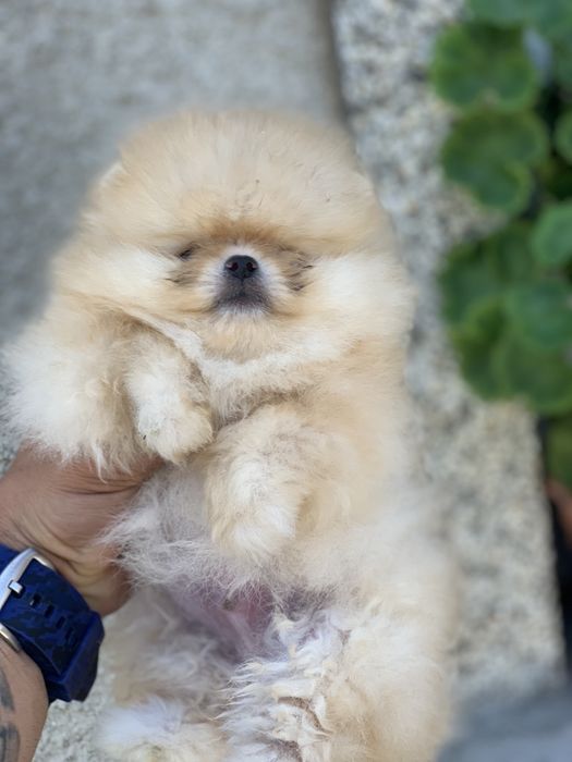 Померан мини мин