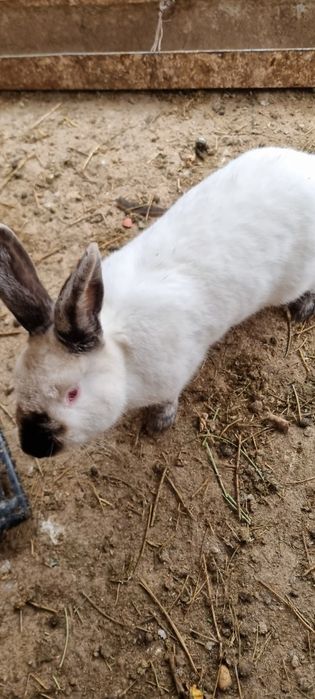 Кролик, қоян сатылады