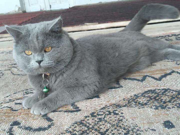 Sotiladi!Zotdor Mushuk