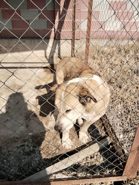 Отдам в хорошие руки.