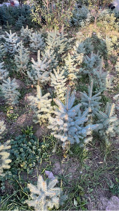 Ель голубая 500штук