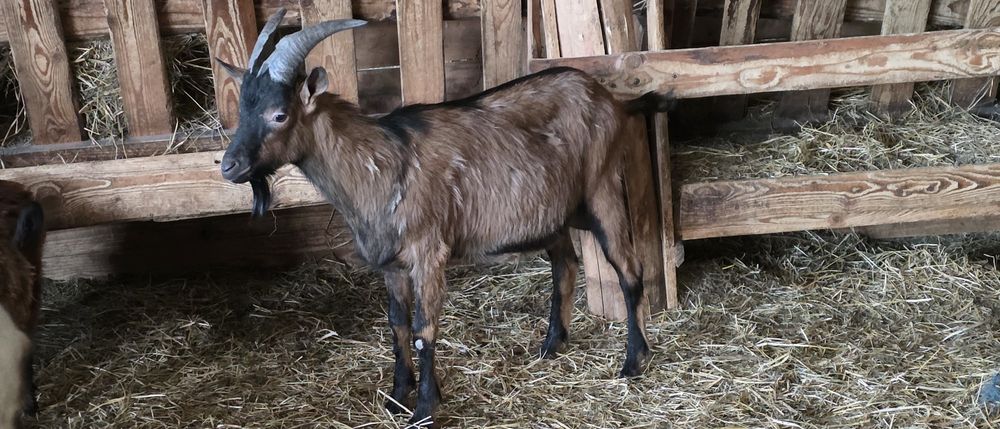 Tap alpin francez cu pedigree!