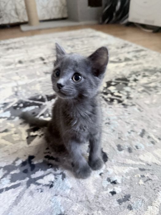 Котята ответсвенным