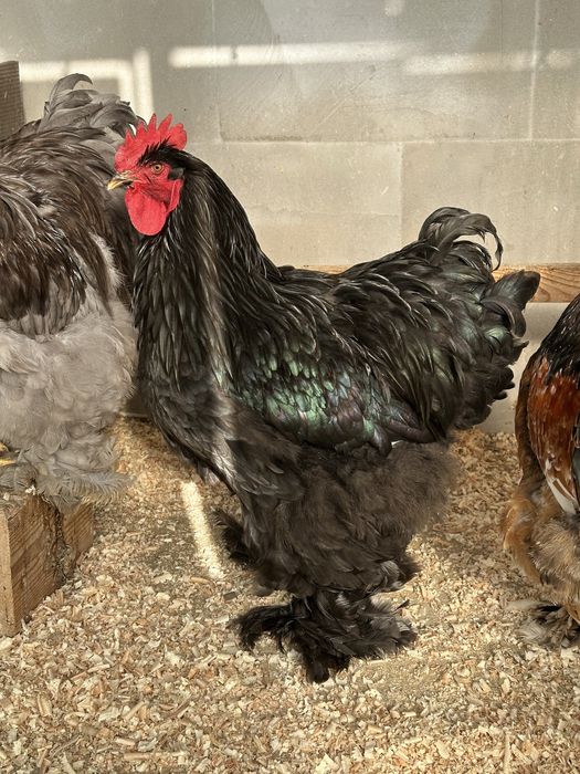 Cochinchina urias albastru si negru