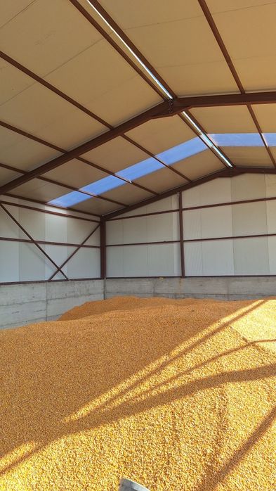 Porumb boabe de vanzare