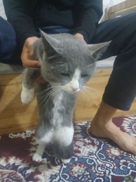 Mushuk 200 ming som berib yuboraman 500 minga olgandm