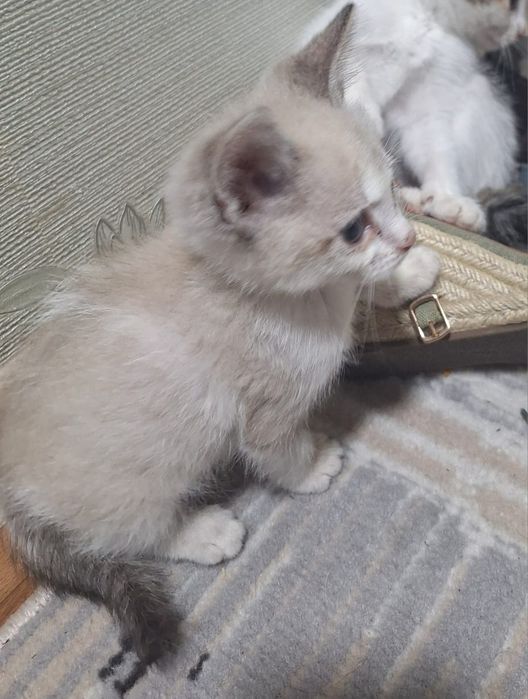 Котёнок 2 месяца