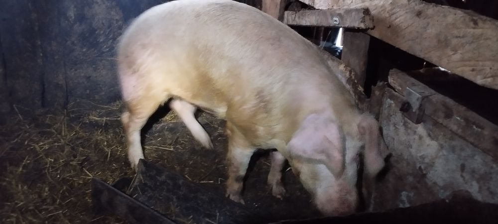 Продам кабана  возрас 1год