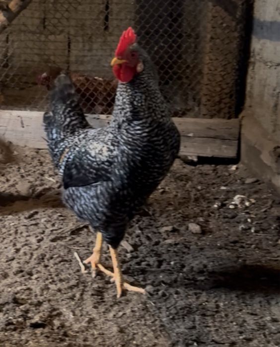 Продаю петуха Амрокс.Возраст:7 месяцов.Топчит кур отлично