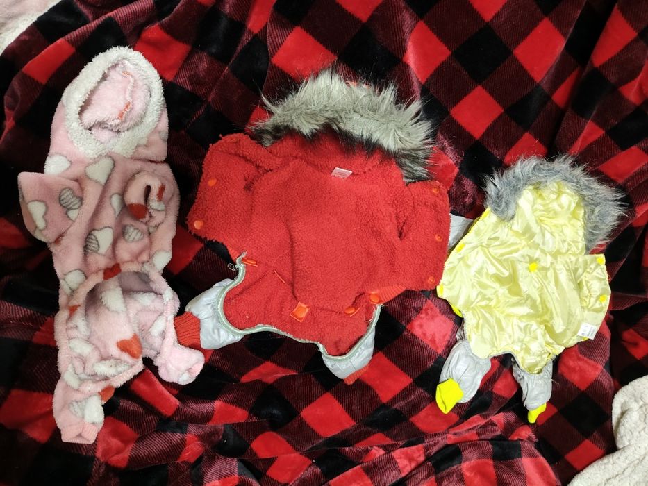 Одежда для собак