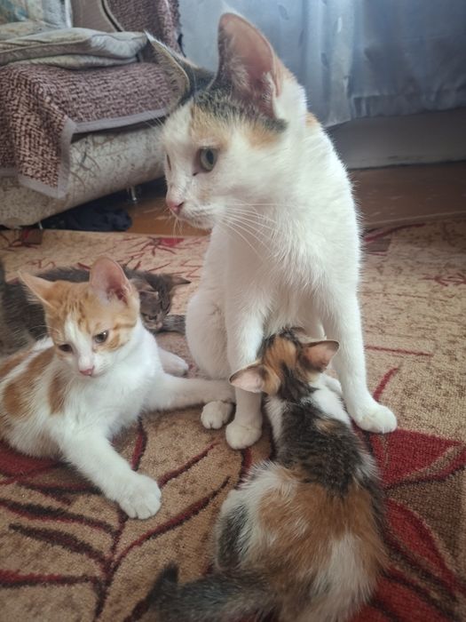 Котята в добрые руки.