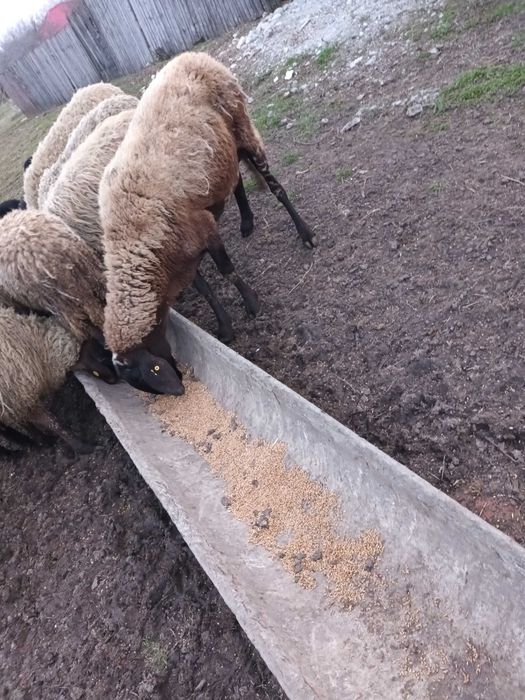 Vand oaie cu mielul langa ea