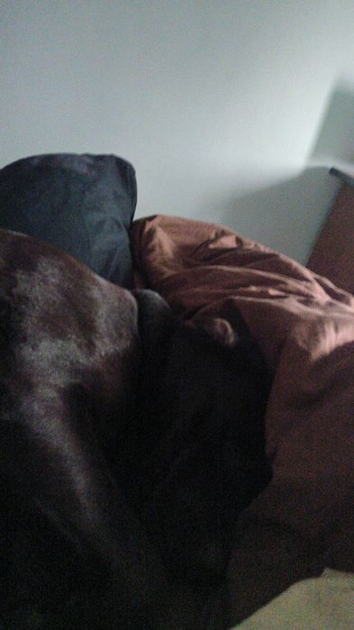 Лабрадор.очень крупный мальчик Ищем девочку.