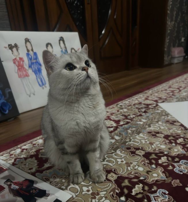 Вязка британский кот Серебристая шиншила