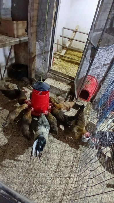 Gaini si puicute italiene