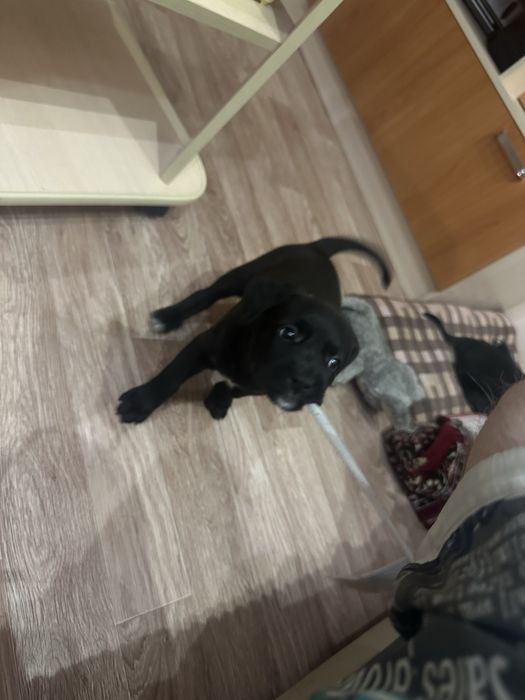 Продам шенков питбуля мальчик и девочка