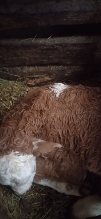 Vând vaca cu vițel