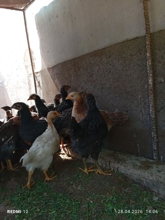 Продаю цыплят домашный вывод
