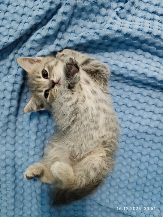 Британски късокосмести котенца